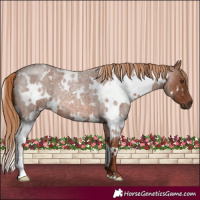 Horse Color:White Spotted Red Roan 