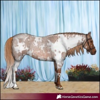 Horse Color:White Spotted Red Roan 