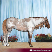 Horse Color:White Spotted Red Roan