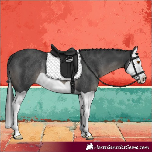 Horse Color:Black Splash Rabicano 