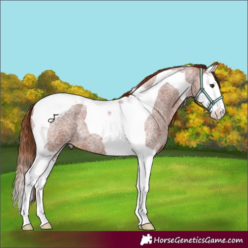 Horse Color:Red Roan Splash Tobiano 