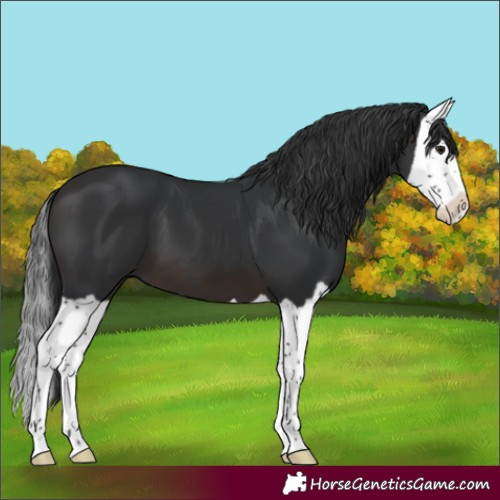 Horse Color:Brown Splash 