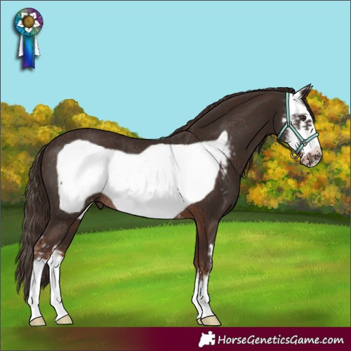 Horse Color:Liver Chestnut Sabino Frame Rabicano 