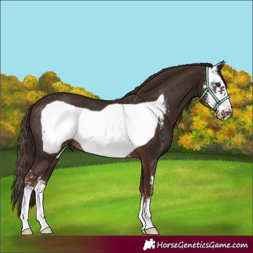 Horse Color:Liver Chestnut Sabino Frame Rabicano 