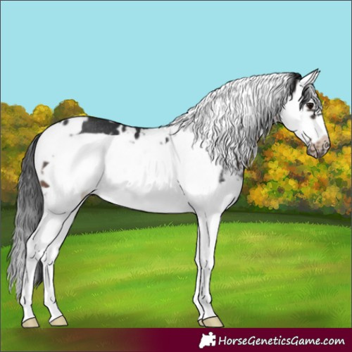 Horse Color:White Spotted Brown Sabino Splash Frame Rabicano 