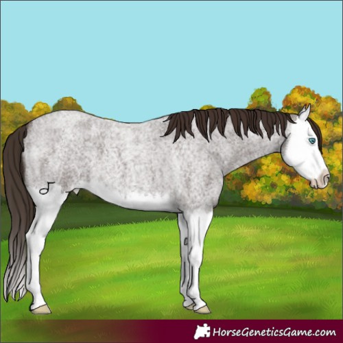 Horse Color:Liver Red Roan Splash 