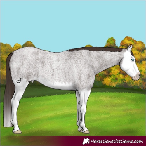 Horse Color:Liver Red Roan Splash 