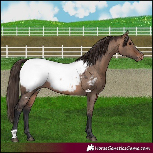 Horse Color:Brown Dun Near Fewspot 