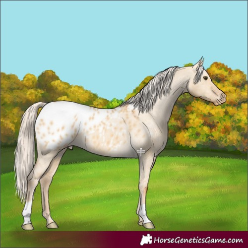 Horse Color:Palomino Dun Appaloosa 