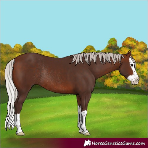 Horse Color:Silver Brown Splash Rabicano 