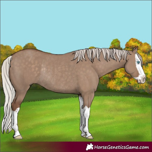 Horse Color:Silver Grullo Splash Rabicano