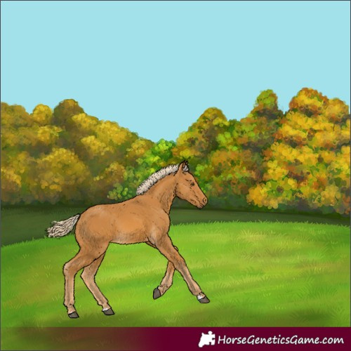 Horse Color:Palomino 