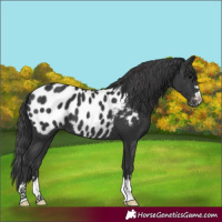 Horse Color:Black Near Leopard 
