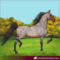 Horse Color:Bay Roan