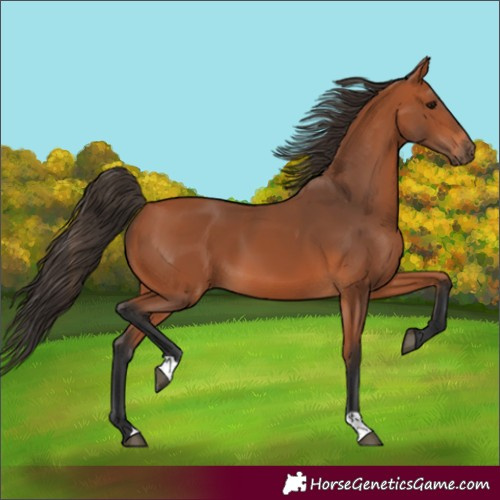 Horse Color:Bay 