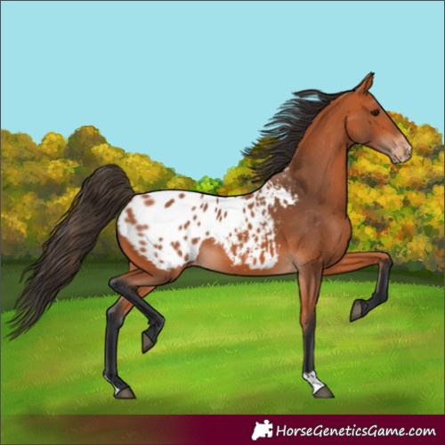 Horse Color:Bay Blanket 