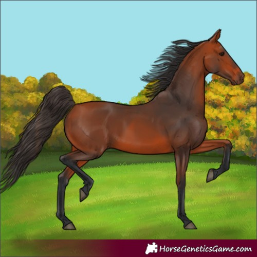 Horse Color:Bay 