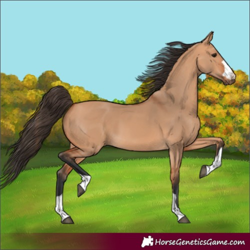 Horse Color:Bay Dun 