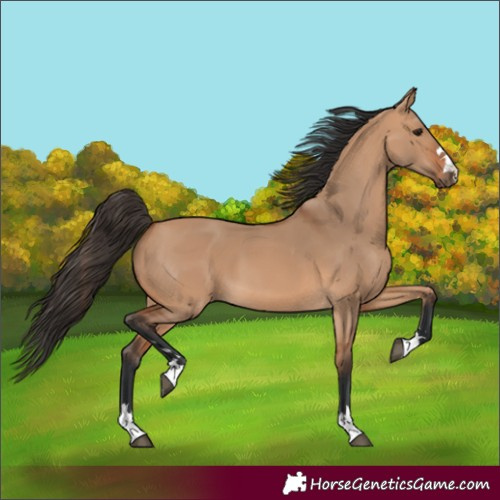 Horse Color:Bay Dun 