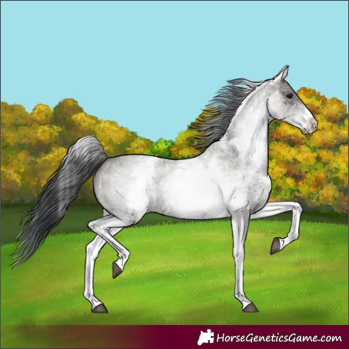 Horse Color:White Spotted Grullo Roan 