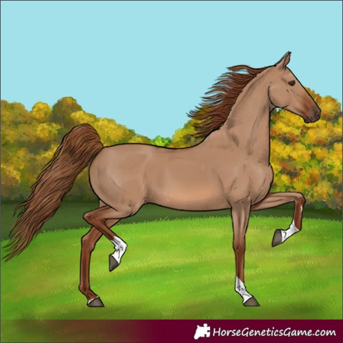 Horse Color:Red Dun Tobiano 