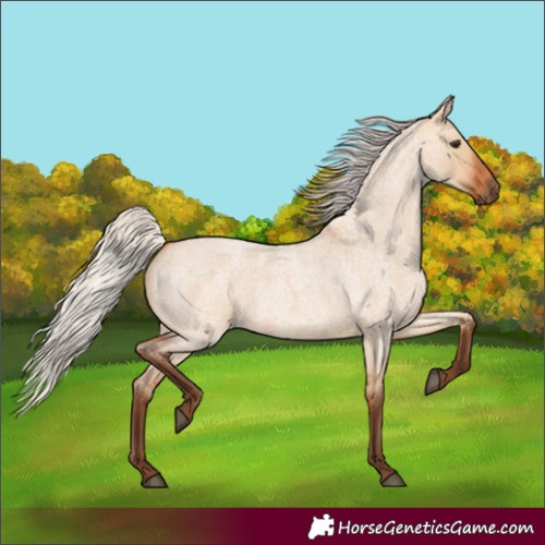 Horse Color:Silver Bay Roan Dun 