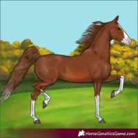 Horse Color:Chestnut Splash