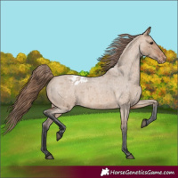 Horse Color:Bay Roan Dun Varnish