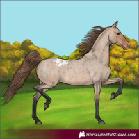 Horse Color:Bay Roan Dun Appaloosa 
