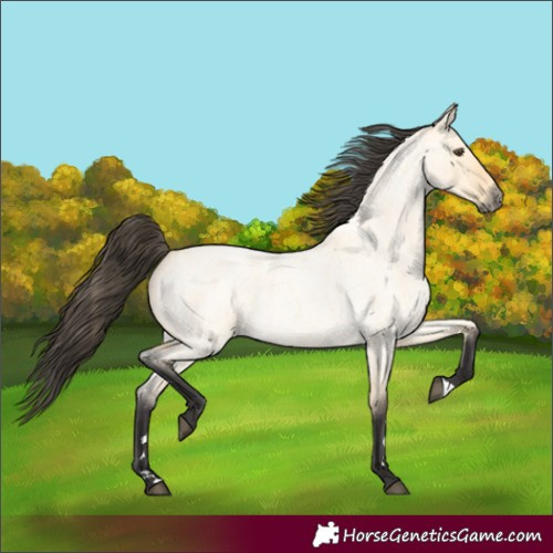 Horse Color:Buckskin Roan Dun 