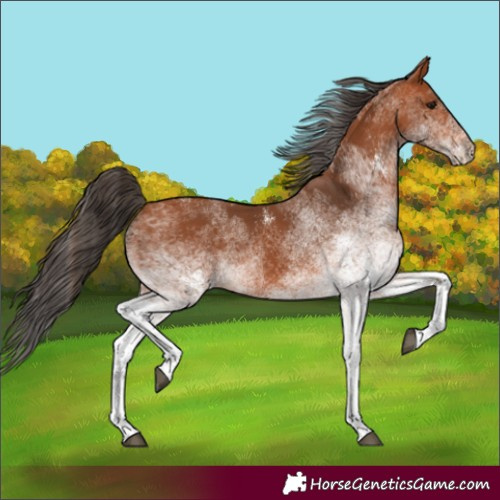 Horse Color:White Spotted Bay 