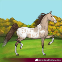 Horse Color:Bay Dun Splash Blanket 