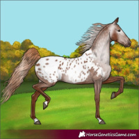 Horse Color:Gray Chestnut Blanket 