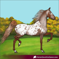 Horse Color:Gray Chestnut Appaloosa 