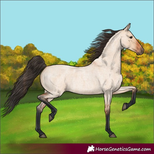 Horse Color:Bay Roan Dun 