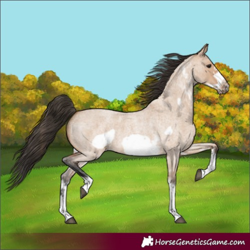 Horse Color:Bay Roan Dun Sabino Frame 