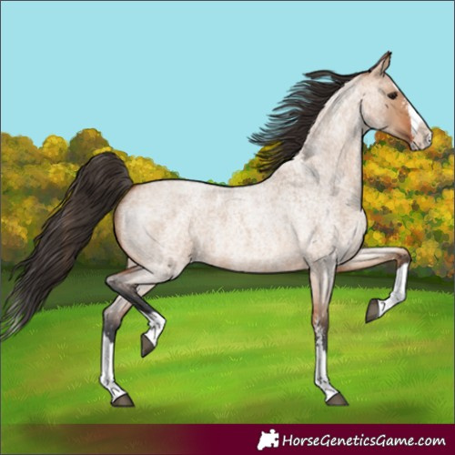 Horse Color:Bay Roan Dun Sabino Splash 