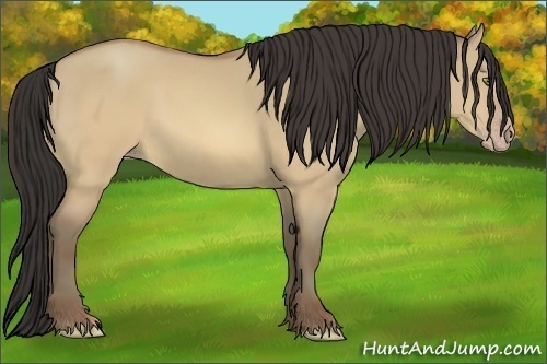 Horse Color:Sable Champagne Dun