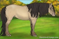 Horse Color:Sable Champagne Dun 