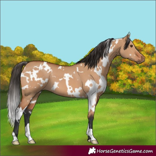 Horse Color:White Spotted Bay Dun 