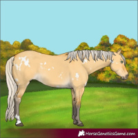 Horse Color:White Spotted Silver Buckskin Dun Rabicano 