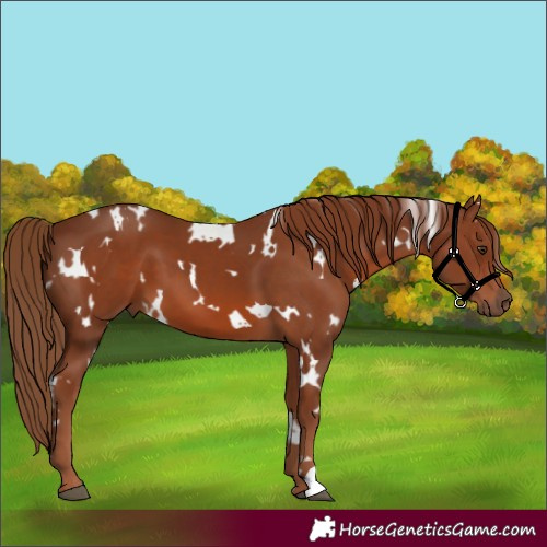 Horse Color:White Spotted Chestnut
