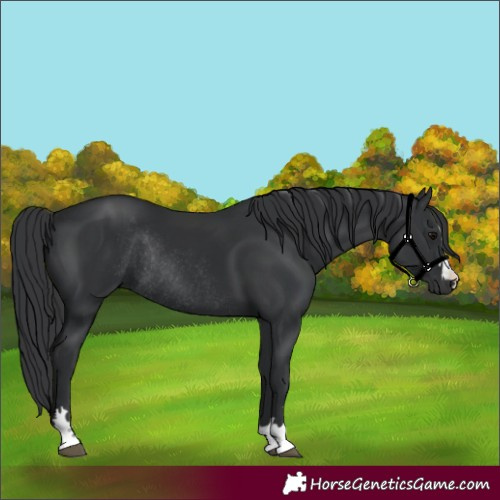 Horse Color:Black Rabicano 