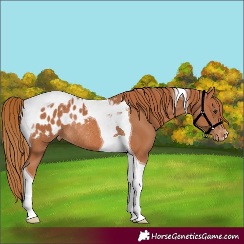 Horse Color:Chestnut Tobiano Appaloosa Rabicano