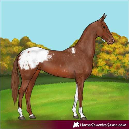 Horse Color:Chestnut Tobiano Snowcap 