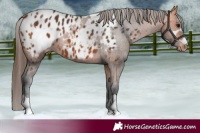 Horse Color:Brown Appaloosa and Bay Appaloosa