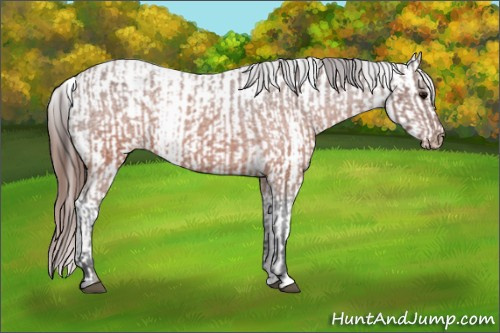 Horse Color:Brown Appaloosa  and Brown Appaloosa 
