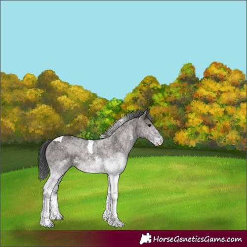 Horse Color:White Spotted Grullo Tobiano 