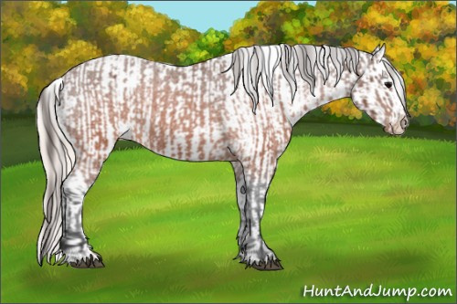 Horse Color:Brown Appaloosa  and Silver Brown Appaloosa 