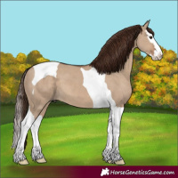 Horse Color:Liver Red Dun Splash Tobiano